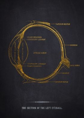 Eye Anatomy Diagram