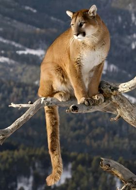 Cougar