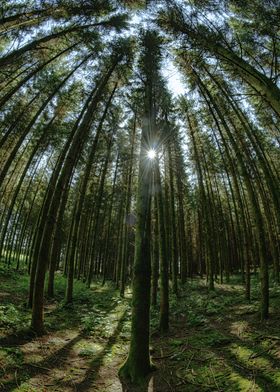 Sunbeams Through Trees