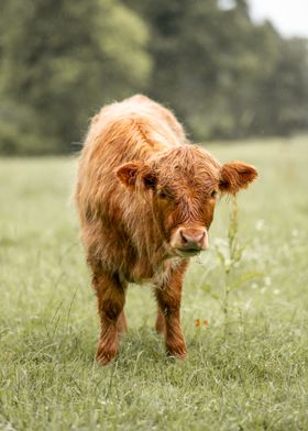 Highlander Cow in a Field