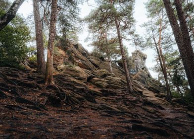 Forest Rock Formation