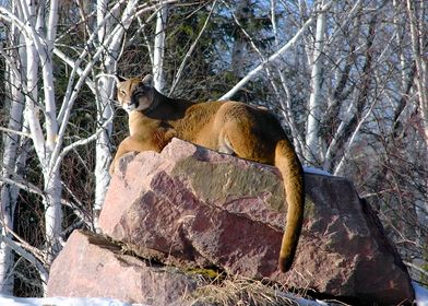 Cougar on Rock