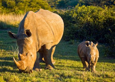 South Africa, Eastern Cape, Addo Elephant National Park, Rhinoceros and calf