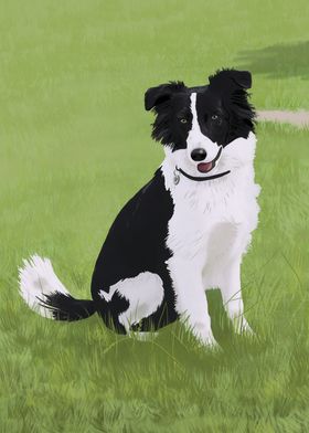 Border Collie Portrait