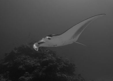 Manta Ray At Maldives Spa