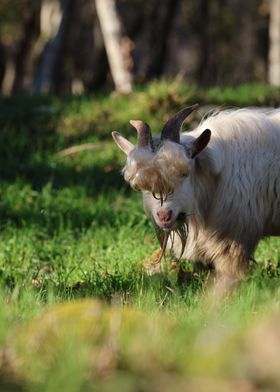 White Goat Grazing