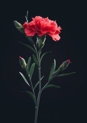 Red Carnation on Black