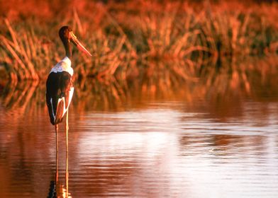 South Africa, Mpumalanga, Kruger National Park, Saddlebill Stork