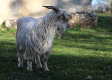 White Goat in Field