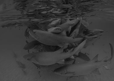 Nurse Sharks In Maldives