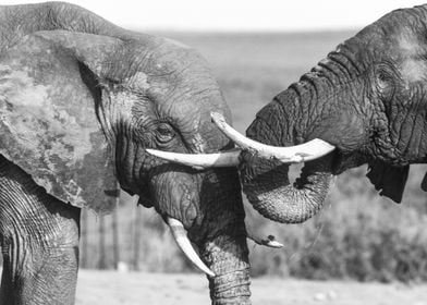 South Africa, Eastern Cape, Addo Elephant National Park, African Elephants