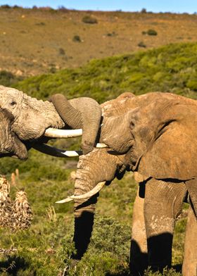 South Africa, Eastern Cape, Addo Elephant National Park, African Elephants