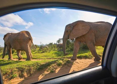 South Africa, Eastern Cape, Addo Elephant National Park, African Elephants