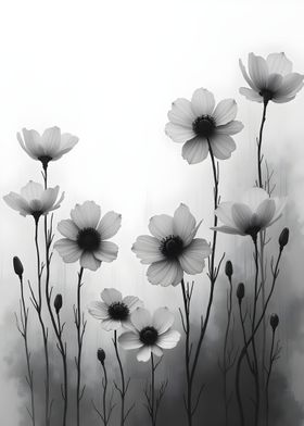 Black and White Cosmos Flowers