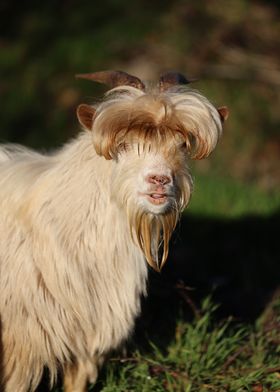 Fluffy Goat with Long Hair