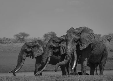 3 elephants, caked in mud