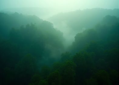 Forest valley misty shrouded in green