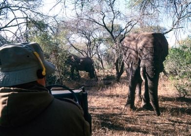 South Africa, Mpumalanga, Kruger National Park, African Elephant