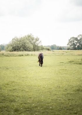 Horse Grazing in Field