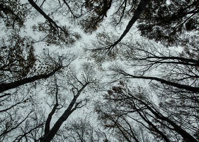 Silhouetted Trees