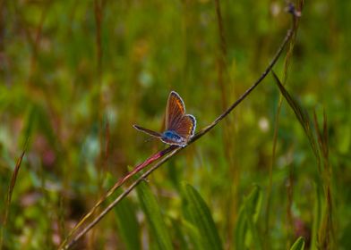 Blue Butterfly on a Stem