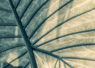 Close-up Leaf Texture