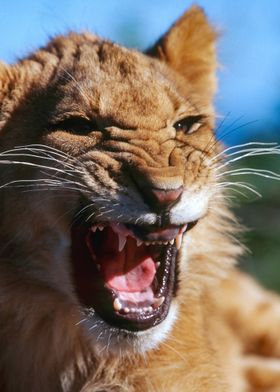 South Africa, Eastern Cape, Lion Cub