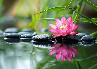 Pink Lotus Flower in Pond