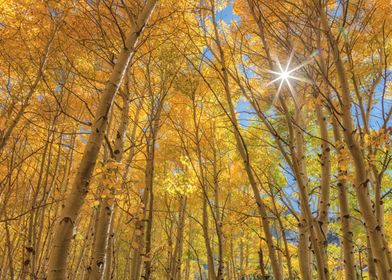 Golden Aspen Forest