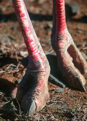 South Africa, Eastern Cape, Ostrich