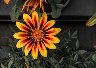 Orange and Red Flower