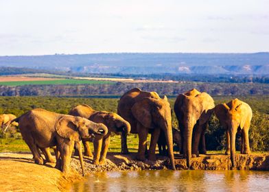 South Africa, Eastern Cape, Addo Elephant National Park, African Elephants