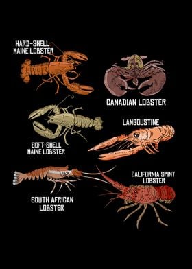 Lobster Species Illustration Biology Crustaceans