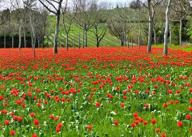 Red Tulip Field