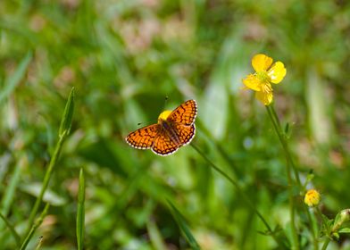 Butterfly on a Flower