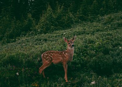 Fawn in Forest