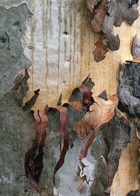 Tree Bark Texture abstract