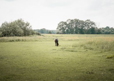 Horse Grazing in Field