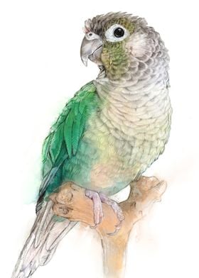 Turquoise Green Cheeked Conure