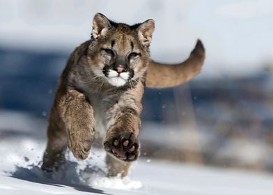 Cougar Running in Snow