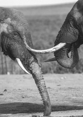 South Africa, Eastern Cape, Addo Elephant National Park, African Elephants