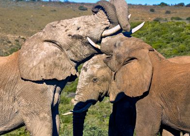 South Africa, Eastern Cape, Addo Elephant National Park, African Elephants