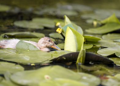 Duckling in a pond surrounded by Lily Pads