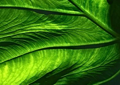 Green Leaf Texture