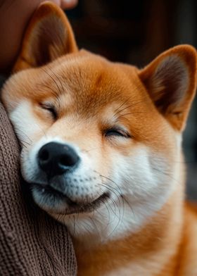 Sleeping Shiba Inu