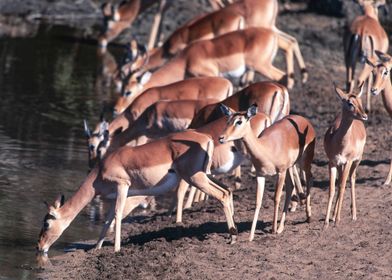 South Africa, Mpumalanga, Kruger National Park, Impala