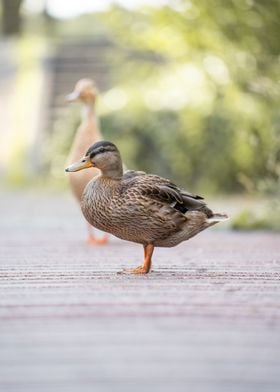 Duck on a Pathway