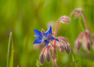 Blue Flower with Buds Bourrache