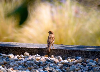 Sparrow on a Stone Path