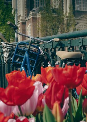 Bike and Tulips